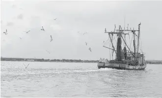  ?? Melissa Phillip / Houston Chronicle ?? Some pollution is still a threat to the Galveston Bay, where a shrimp boat makes it way on Wednesday, but the watershed has been brought back to life through efforts to restrict dumping waste into the water and the rivers that feed it and through...