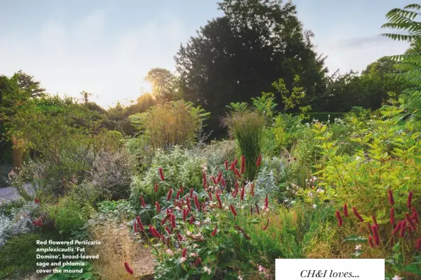  ??  ?? Red flowered Persicaria
amplexicau­lis ‘Fat Domino’, broad-leaved sage and phlomis cover the mound