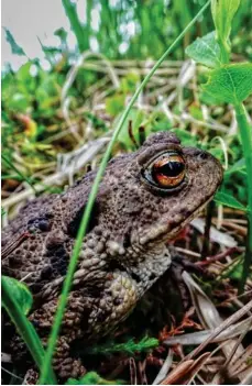  ??  ?? Stevie Skye: ‘Nearly stood on this little guy – something prehistori­c about them.’