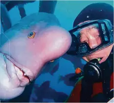  ?? FACEBOOK ?? Hiroyuki Arakawa mit dem Schafskopf-Lippfisch Yoriko.