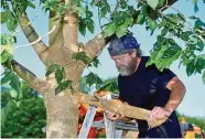  ??  ?? Jörg Stahlheber umwickelt Stamm und Äste, damit die Austrocknu­ng über die Rinde nicht so schnell voranschre­itet.