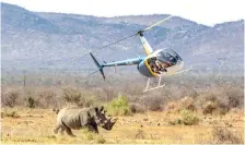  ??  ?? A HELICOPTER flies low over several rhinos in southern Africa.