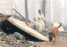 ??  ?? Un rescatista acompañado de un perro buscador de cadáveres revizan una zona destruida por el incendio Camp, en Paradise, California.