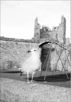  ?? — Photo by Steve MacNaull/Special to The Telegram ?? A seagull hangs out inside the historical walled city of Caernarfon.