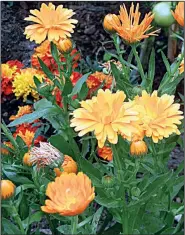  ??  ?? Calendula, pot marigold, is also an herb.