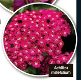  ?? ?? Achillea millefoliu­m