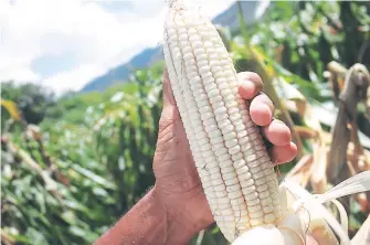  ?? FOTO: EL HERALDO ?? En la siembra de primera se tuvieron buenos resultados de producción, según las autoridade­s.