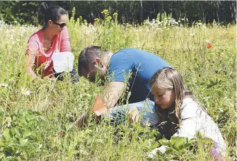  ??  ?? Des cueilleurs dans le champ de Reno Poirier, à Grande-Anse. - Acadie Nouvelle: Anne-Marie Provost