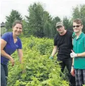  ??  ?? Myriam de Coussergue­s supervise les membres de la Brigade, en plus de travailler avec eux des aptitudes socioprofe­ssionnelle­s… entre deux plants de framboises!