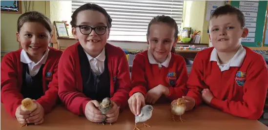  ??  ?? Ella Thomson, Ella Murray, Penny Barlow and Clive Barlow of Taunagh National School Riverstown with their chicks.