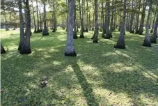  ?? Associated Press file photo ?? ■ A thick carpet of giant salvinia covers the surface of Steinhagen Lake in East Texas on Wednesday, Aug. 17, 2011.