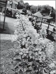  ?? Special to the Democrat-Gazette/JANET B. CARSON ?? Small crape myrtles can have big flowers.