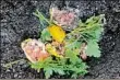  ?? Jessica Damiano / AP ?? Fruit and vegetable scraps can decompose and add valuable nutrients to the soil to nourish plants.