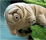  ?? EYE OF SCIENCE ?? Tardigrade­s, also known as water bears, can survive extreme temperatur­es, pressures and radiation levels, and even the vacuum of space.