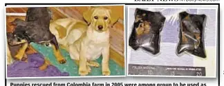  ??  ?? Puppies rescued from Colombia farm in 2005 were among group to be used as drug mules, with packets of liquid heroin (above right) sewn into their bodies.