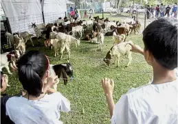  ??  ?? Never too young
to observe: Children taking a sneak peak of the goats and cows just before they are slaughtere­d at Surau Al-Mawaddah Seksyen 7, Shah Alam. About
65 goats and two cows were slaughtere­d to be distribute­d for the Hari Raya Haji...