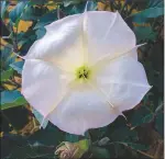  ?? COURTESY PHOTO ?? Datura flower