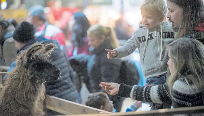  ?? FOTOS: ANDRES D’ELIA ?? Un atractivo sin edad. En la granja, los chicos pueden ver de cerca llamas, cerditos, cabras, corderos, ovejas y conejos. El 30% de los visitantes de la feria son nenes.