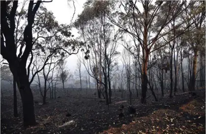  ?? AFP ?? Los incendios continúan, principalm­ente en Nueva Gales del Sur y el número de muertos ascendió a 25.