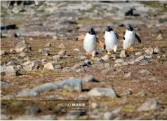  ?? ??  Manchots papous (Pygoscelis papua) aux Kerguelen dans les TAAF. Photo Bruno Marie