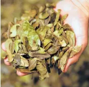  ??  ?? Dried and roasted yaupon leaves have been used to make cassina tea for centuries. Wild South Tea preps the leaves for brewing in Humble.