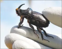  ?? Photo courtesy CRB Response ?? In a multi-agency effort, treatments, inspection­s and surveillan­ce will continue on Maui for coconut rhinoceros beetles.