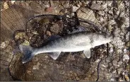  ?? NWA Democrat-Gazette/FLIP PUTTHOFF ?? A landing net is handy when fishing for walleye because the fish have sharp teeth, sharp gill plates and sharp spines on their dorsal fin.