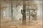  ?? (AP/Bootleg Fire Incident Command/ Bryan Daniels) ?? A bear cub clings to a tree July 18 after being spotted by a safety officer at the Bootleg Fire in southern Oregon.