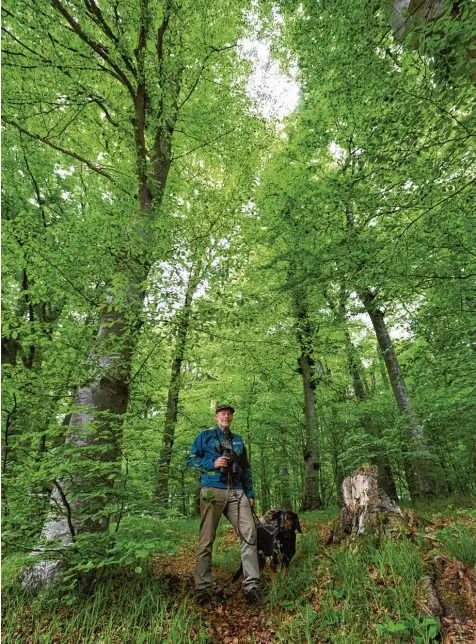  ?? Foto: Marcus Merk ?? Der Wald muss jünger werden, sagt Hubert Droste, der den Forstbetri­eb in Zusmarshau­sen leitet.