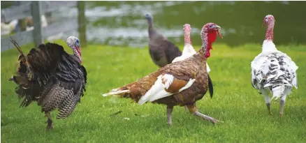  ??  ?? When turkeys are young, they should be fed a diet high in protein so they grow and gain muscle quickly.