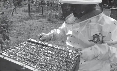  ?? Dean Fosdick via AP ?? Beekeeper: A beekeeper checks her honeybee hive boxes for production in Langley, Washington, on Aug. 2, 2015, ensuring that the queen is still healthy and laying eggs for the next generation of workers. The best defense against bee poisoning is to avoid spraying plants that are in bloom.