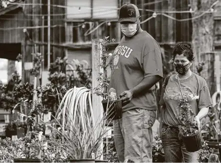  ?? Photos by Marvin Pfeiffer / Staff photograph­er ?? Ryan and Jessica Clark pick up Carolina jasmine to replace plants damaged by the storm at Milberger’s Landscapin­g and Nursery.