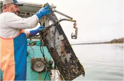  ?? JENNIFER BAKOS ?? Fisherman Dwight Souther hauls in a trap of green crabs June 12. The crustacean­s are being used by a New Hampshite distillery to create a green-crab-flavored whiskey.