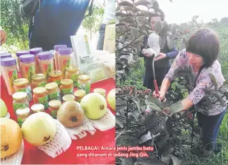  ??  ?? PELBAGAI: Antara jenis jambu batu yang ditanam di ladang Jing Qin.