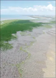  ?? Photo: AFP ?? This undated photo released on Tuesday by James Cook University shows large swathes of dead mangroves in the Gulf of Carpentari­a, Australia’s remote north.