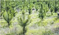  ?? PHOTO: ALLIED PRESS FILES ?? There is at present an excellent opportunit­y to plant trees to make productive use of fallow onfarm areas.