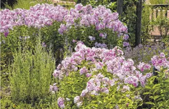  ?? FOTO: ANDREA WARNECKE/DPA ?? Dem Phlox tut der Rückschnit­t Ende Mai gut.