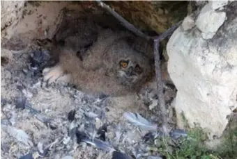  ?? FOTO'S NATUURHULP­CENTRUM ?? In het nest zaten nog twee oehoekuike­ns.