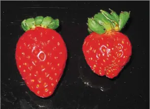  ??  ?? When stingless bees pollinate a strawberry, they become bigger (left) compared to a nonpollina­ted one (right). — CRISTIANO MENEZES