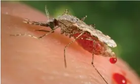  ?? James Gathany/AP ?? A feeding female Anopheles stephensi mosquito on a human skin surface. Photograph: