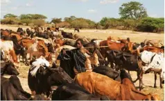  ??  ?? Left A member of the Barabaig tribe herding cattle. Below left Amy Dickman, a founder of the Ruaha Carnivore Project (RCP)