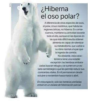 Por qué esta subpoblación de osos polares recién identificada es tan  especial?