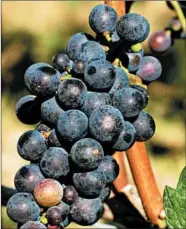  ?? CHICAGO TRIBUNE ?? Pinot noir grapes still rule in the Willamette Valley.