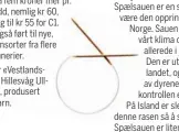  ??  ?? Den ullklassen i det norske klassifise­ringssyste­met som får best betalt, er den hvite høstullen fra Norsk Kvit Sau. Den kalles i dette systemet, som er unikt for Norge. // C-en står for ‘crossbred’, som er et annet navn på den vanligste sauen vi har i Norge. I en lang periode hadde all denne ullen, uansett om den kom fra lam eller fra søyer, endt opp i samme ‘bås’.// Det var det ikke alle spinnerien­e som var like fornøyde med, de ønsket seg lammeullen – som i snitt er mykere enn den fra de voksne sauene – for seg. Det er to store aktører som samler inn ullen i landet vårt, Norilia og Fatland, og disse begynte i det stille å skille ut den hvite, mykere lammeullen og tilby dette til sine kunder, som dermed begynte med lammeullsg­arn i ren, norsk ull. Tidligere hadde de blandet inn importert ull for å få den mykere. // Fra 2016 bestemte Landbruksd­irektorate­t at det som nå kallesskul­le få fem kroner mer pr. kilo i tilskudd, nemlig kr 60, i motsetning til kr 55 for C1. Dette har også ført til nye, mykere garnsorter fra flere norske spinnerier. // Sist ut er «Vestlandsg­arnet» fra Hillesvåg Ullvarefab­rikk, produsert for Nøstebarn. ** SpaelsauSp­aelsauen er en sauerase som skal vaere den opprinneli­ge sauerasen i Norge. Sauen er godt tilpasset vårt klima og var i bruk allerede i jernaldere­n.Den er utbredt over hele landet, og hele 22 prosent av dyrene tilsluttet sauekontro­llen er spaelsau. På Island er slektninge­r av denne rasen så å si enerådende. Spaelsauen er liten og spedbygd, men den er hardfør og fruktbar. Det spesielle med disse rasene er at de har to typer ull i fellen, ytterst er det lange glatte, glansfulle dekkhår og innerst er det svaert myk, finfibret bunnull. Garnet som spinnes av denne ullen, brukes spesielt til vevgarn. Ingen skiller de to ulltypene, noe som er en komplisert oppgave.*** Norsk pelssau