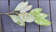  ?? (Special to the Democrat-Gazette) ?? Tea scale insects attach themselves to the bottoms of camellia leaves.