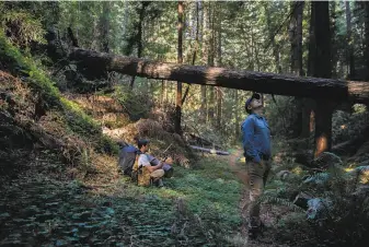  ?? Santiago Mejia / The Chronicle 2019 ?? Sam Hodder says Save the Redwoods League’s plan is to make Cascade Creek an integral part of a larger effort to preserve secondgrow­th trees, those that grew up after the originals were cut.