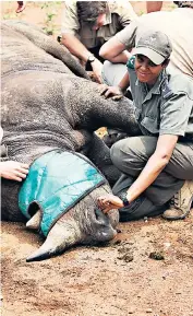  ??  ?? Manuel Sacaia, above, has survived a civil war, dodged bullets and escaped capture to save Angola’s sable; Cathy Dreyer, right, works to protect black rhinos