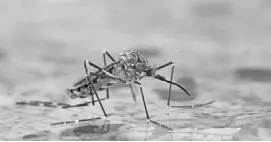  ??  ?? En todos los casos, la variedad de fiebre amarilla detectada es la del tipo silvestre, transmitid­a por mosquitos de las especies Haemagogus y Sabethes, presentes en zonas boscosas.