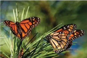  ?? The Associated Press ?? Q Monarch butterflie­s land on branches Nov. 10, 2021, at Monarch Grove Sanctuary in Pacific Grove, Calif. The Biden administra­tion proposed regulatory changes Wednesday to encourage voluntary conservati­on projects on private land, partly by shielding owners from punishment if the actions kill or harm small numbers of imperiled species.