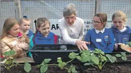  ?? Photograph­s: Iain ?? The youngsters learn how to cultivate strawberri­es.